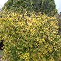 Poncirus trifoliata automne P2D P29